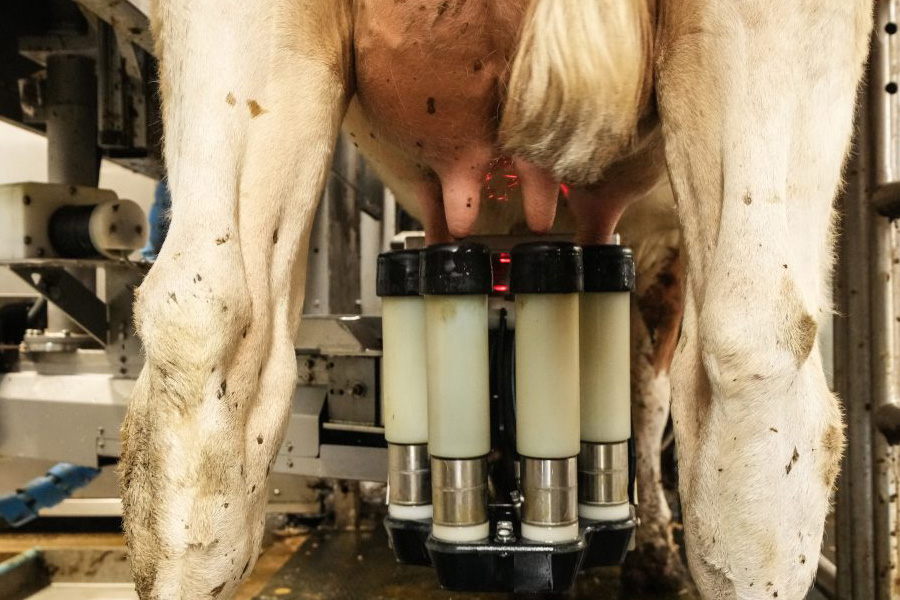 Weidegang en robotmelken